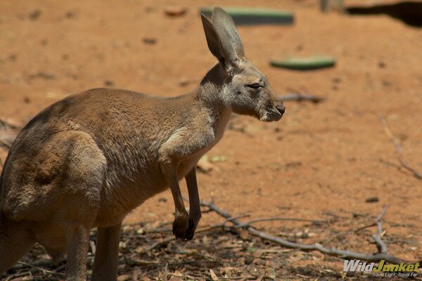 AliceSpringDesertParkkangaroo